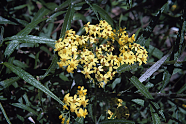 APII jpeg image of Senecio hypoleucus  © contact APII