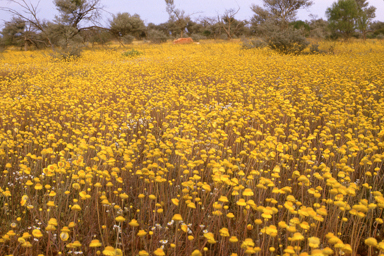 APII jpeg image of Leucochrysum molle  © contact APII