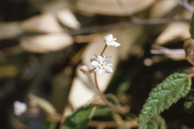 APII jpeg image of Commersonia dasyphylla  © contact APII