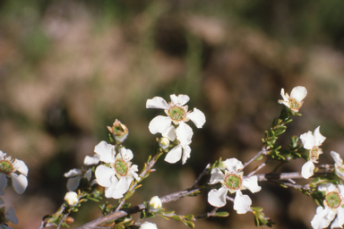 APII jpeg image of Leptospermum pavifolium  © contact APII