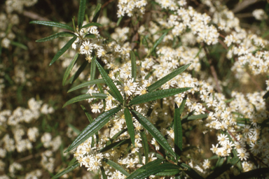 APII jpeg image of Olearia viscidula  © contact APII