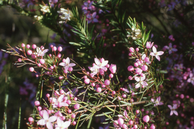 APII jpeg image of Boronia floribunda  © contact APII