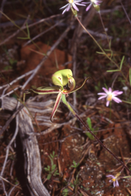 APII jpeg image of Caladenia roeii  © contact APII