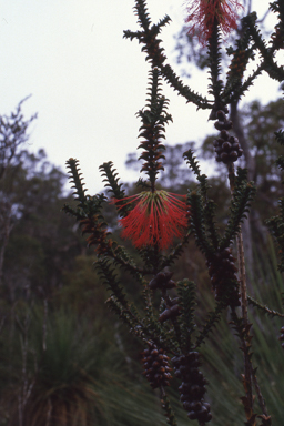 APII jpeg image of Beaufortia decussata  © contact APII