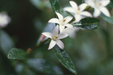 APII jpeg image of Crowea angustifolia var. platyphylla  © contact APII