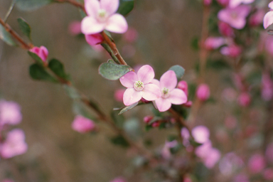 APII jpeg image of Boronia crenulata var. crenulata  © contact APII