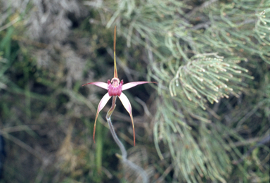 APII jpeg image of Caladenia interjacens  © contact APII