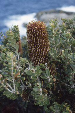 APII jpeg image of Banksia praemorsa  © contact APII