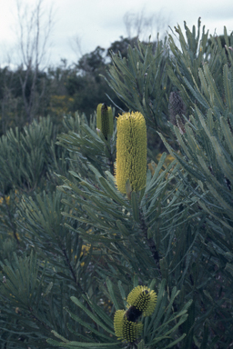 APII jpeg image of Banksia attenuata  © contact APII