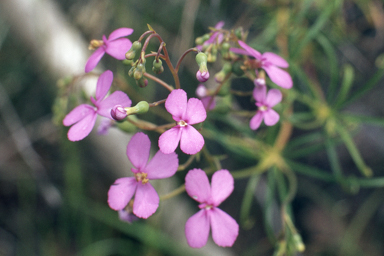 APII jpeg image of Stylidium scandens  © contact APII