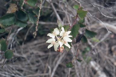 APII jpeg image of Xanthosia rotundifolia  © contact APII