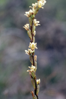 APII jpeg image of Prasophyllum cyphochilum  © contact APII