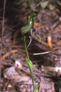 APII jpeg image of Pterostylis barbata  © contact APII