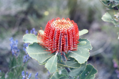 APII jpeg image of Banksia coccinea  © contact APII