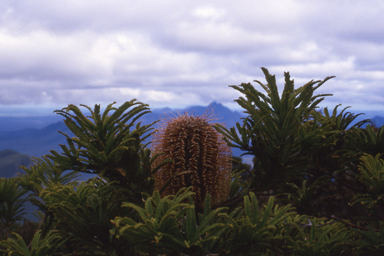 APII jpeg image of Banksia brownii  © contact APII