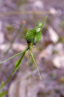 APII jpeg image of Pterostylis barbata  © contact APII