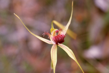 APII jpeg image of Caladenia pectinata  © contact APII