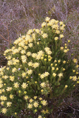 APII jpeg image of Petrophile ericifolia  © contact APII