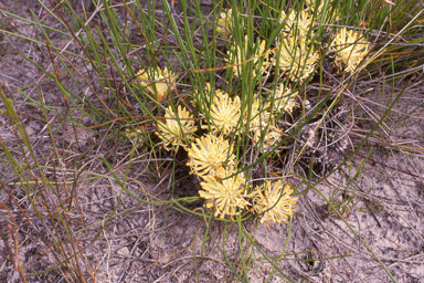 APII jpeg image of Petrophile longifolia  © contact APII