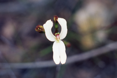 APII jpeg image of Stylidium schoenoides  © contact APII