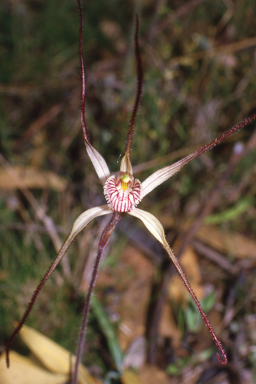 APII jpeg image of Caladenia denticulata  © contact APII