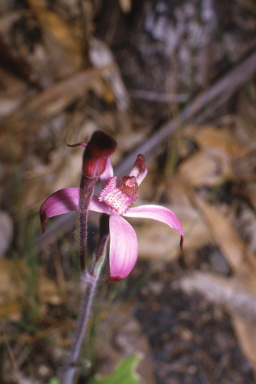 APII jpeg image of Caladenia hirta  © contact APII