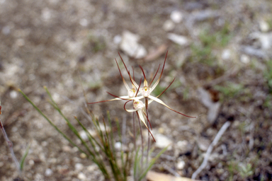 APII jpeg image of Caladenia denticulata  © contact APII