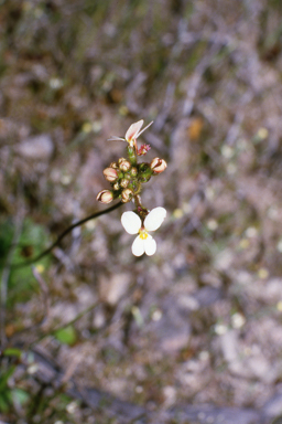 APII jpeg image of Stylidium piliferum  © contact APII