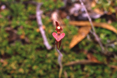 APII jpeg image of Caladenia cairnsiana  © contact APII