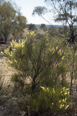 APII jpeg image of Grevillea nematophylla  © contact APII