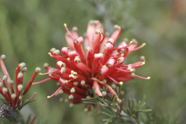 APII jpeg image of Grevillea huegelii  © contact APII