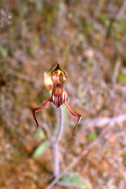 APII jpeg image of Caladenia multiclavia  © contact APII