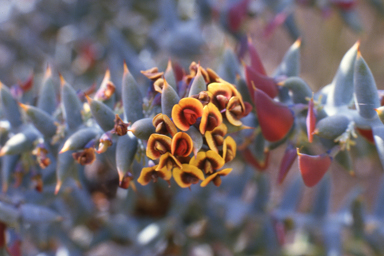 APII jpeg image of Daviesia pachyphylla  © contact APII