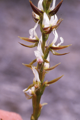 APII jpeg image of Prasophyllum sargentii  © contact APII