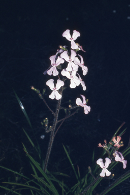 APII jpeg image of Stylidium pilosum  © contact APII