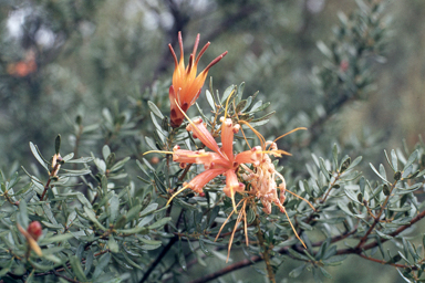 APII jpeg image of Lambertia inermis  © contact APII