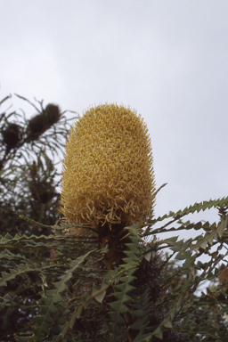 APII jpeg image of Banksia speciosa  © contact APII