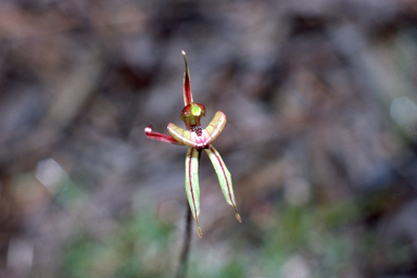 APII jpeg image of Caladenia brevisura  © contact APII