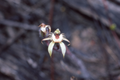 APII jpeg image of Caladenia discoidea  © contact APII