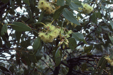 APII jpeg image of Eucalyptus grossa  © contact APII