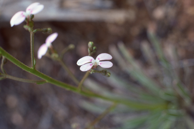 APII jpeg image of Stylidium limbatum  © contact APII