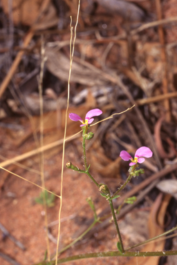 APII jpeg image of Stylidium inaequipetalum  © contact APII