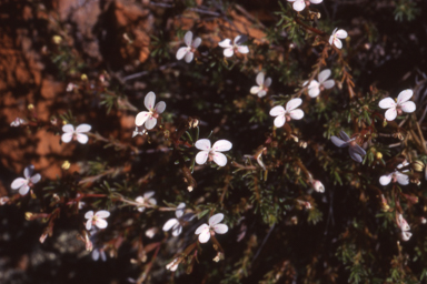 APII jpeg image of Stylidium induratum  © contact APII