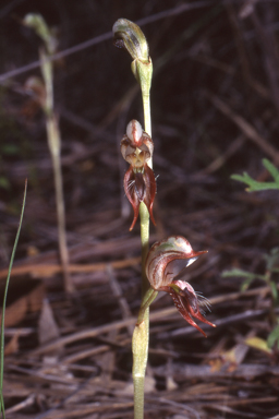 APII jpeg image of Pterostylis ciliata  © contact APII