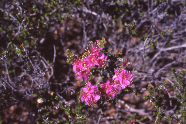 APII jpeg image of Homalocalyx thryptomenoides  © contact APII