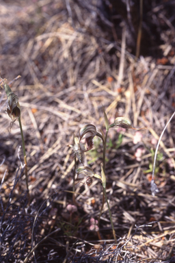 APII jpeg image of Pterostylis spathulata  © contact APII