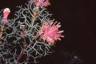 APII jpeg image of Isopogon formosus  © contact APII