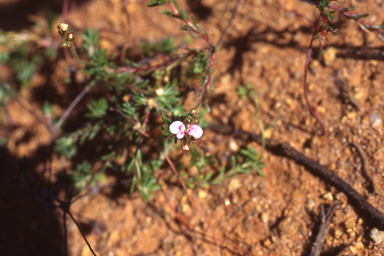 APII jpeg image of Stylidium neglectum  © contact APII