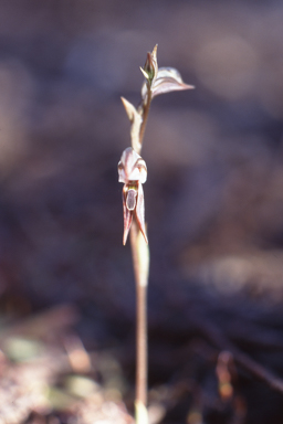 APII jpeg image of Pterostylis pusilla  © contact APII