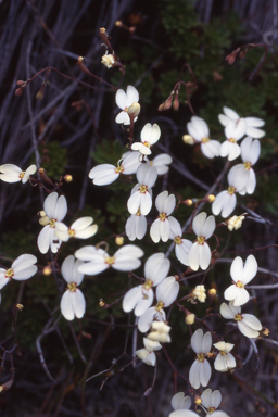 APII jpeg image of Stylidium rupestre  © contact APII